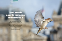 om130 dossier moineau domestique