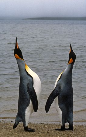 La parade des manchots royaux © Yves Thonnerieux