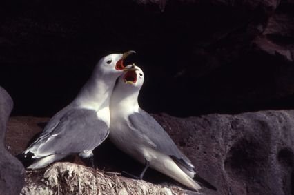 La parade des mouettes tridactiles © Jean-Louis Lemoigne