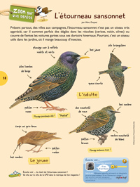 Zoom OMJ12 : l'étourneau sansonnet