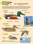 Zoom OMJ13 : le canard souchet