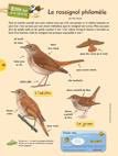 Zoom OMJ14 : le rossignol philomène