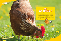 Dossier OMJ18 : les poules