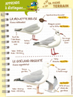 Fiche : mouette rieuse et goéland argenté