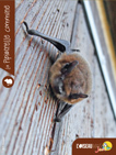 fichepipistrelle omj24