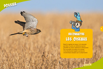 dossier reconnaître les oiseaux