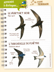 fiche martinet noir et hirondelle de fenêtre