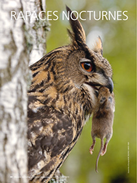 Rapaces nocturnes