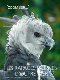 zoom sur les rapaces diurnes d'outre-mer