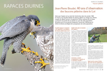 Rapaces diurnes