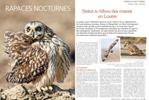 Rapaces nocturnes