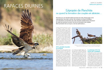 Rapaces diurnes