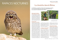 Rapaces nocturnes