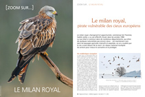 zoom sur le milan royal