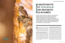 rdf18 zoom sur les petites chouettes de montagne